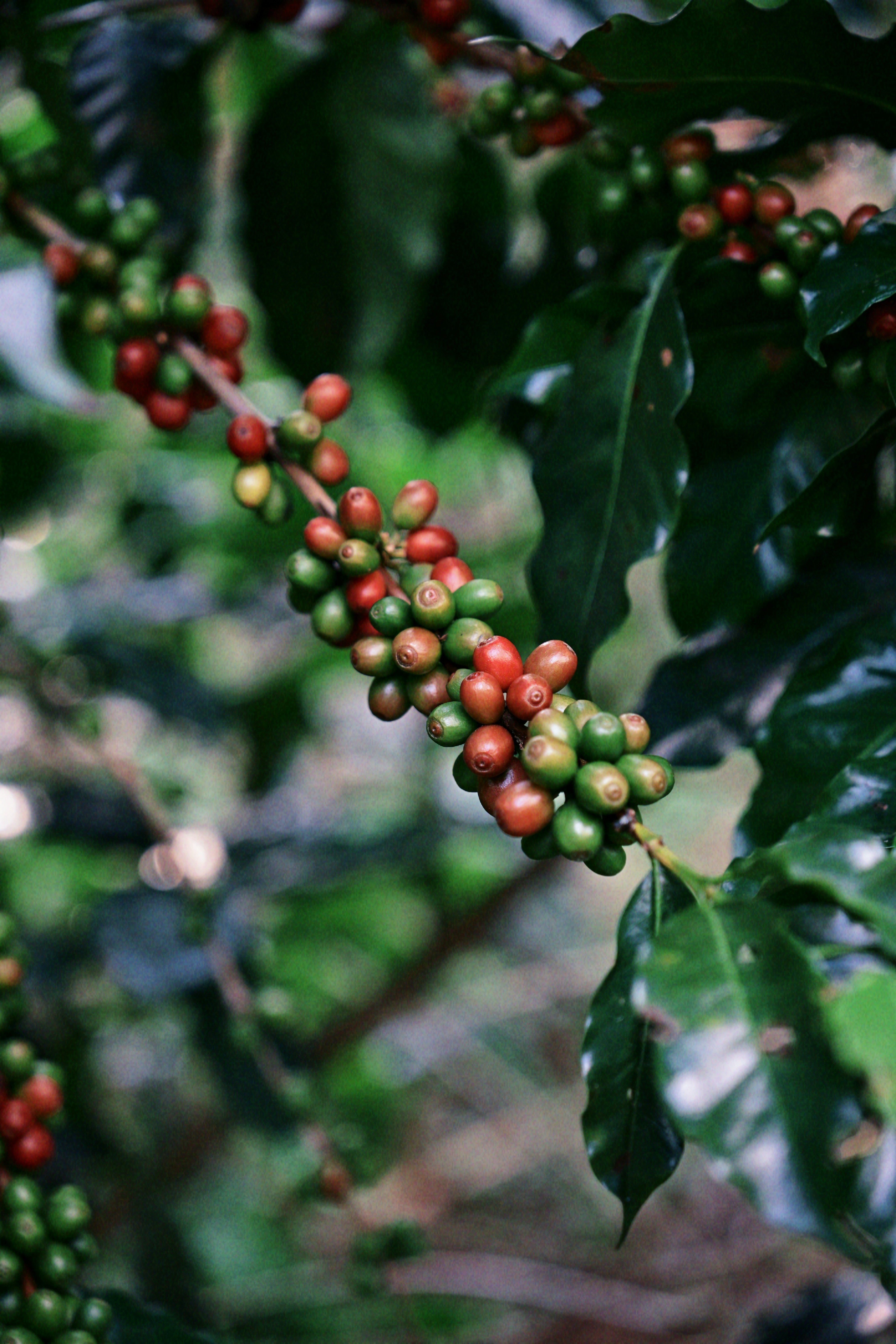 Coffee parchment drying in the sun